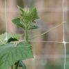 100% New virgin trellis netting climbing plant support