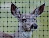 Plastic 8feet deer farm fencing /deer barrier fence