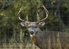 Plastic 8feet deer farm fencing /deer barrier fence