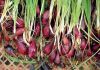 Dayak Onion (Eleutheri...