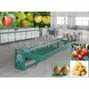 fruit grading machine ...