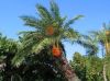 Palm Kernel 