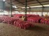 Red Nasik Onions, Non-...