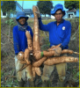 Fresh Cassava, Cassava Chips, Cassava flour, Tapioca flour, Alphastarch, Frozen cassava