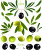 Olive Leaf Extract, Ol...