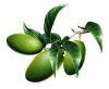 Olive Leaf Extract, Ol...