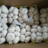  Fresh Normal White Ga...