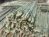 Wholesale Viet Nam tre...