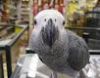 African Gray parrots a...