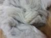 English Angora Rabbit Fur