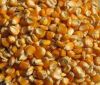 Dried Yellow Corn, Soy...