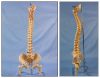 Life Size Human Spine Vertebral Column Pelvis with Femur Heads Model