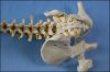 Life Size Human Spine Vertebral Column Pelvis with Femur Heads Model