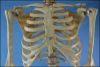 170cm Life Size Human Skeleton Medical Teaching Anatomy Model