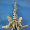 Life Size Human Spine Vertebral Column Pelvis with Femur Heads Model