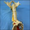 Life Size Human Spine Vertebral Column Pelvis with Femur Heads Model