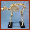 Medical Teaching Big Dog Skeleton Model