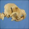 Animal Product Dog Skeleton Model for Sale