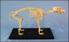 Animal Product Dog Skeleton Model for Sale