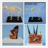 Anatomical Animal Ear Model Dog Sick and Health Ear Model