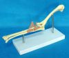 The Animal Bones Model of Dog Elbow Joint