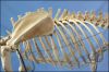 Medical Teaching Big Dog Skeleton Model