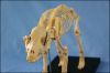 Animal Product Dog Skeleton Model for Sale