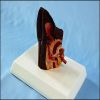 Anatomical Animal Ear Model Dog Sick and Health Ear Model