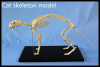 Cat Skeleton for Teach...