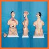 85cm Human Anatomy Multi-Gender Torso Model (38 PCS)