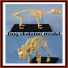 Animal Product Dog Skeleton Model for Sale