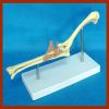 The Animal Bones Model of Dog Elbow Joint