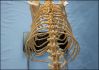 Medical Teaching Big Dog Skeleton Model