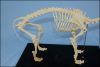 Animal Product Dog Skeleton Model for Sale