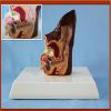 Anatomical Animal Ear Model Dog Sick and Health Ear Model