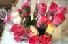 carnation flowers