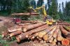 Best Quality Timber Logs and Lumbers