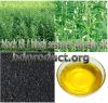 black sesame