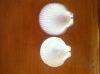 SEA SHELLS