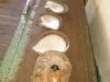 SEA SHELLS