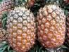 Tropical Fruit - Pinea...