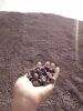 Palm Kernel Shell (PKS)