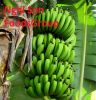 Fresh Cavendish Banana from Viet Nam