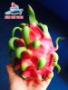 DRAGON FRUIT - PURPLE FLESH