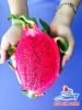 DRAGON FRUIT - PURPLE FLESH