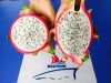 DRAGON FRUIT - WHITE FLESH