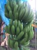 CAVENDISH BANANA