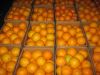 Fresh Oranges