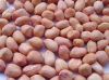 PEANUTS KERNEL 