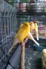 Canaries , Finches,Parrots,Exotics birds,Rares birds and others live birds for ale